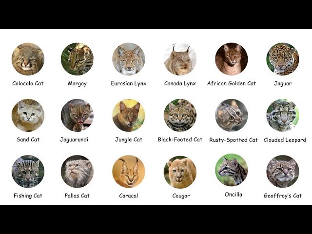 Every Wild  Cat Explained in 10 minutes