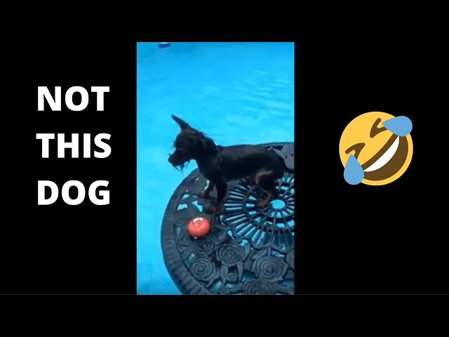 Dogs love swimming 😍 Funny and cute Animals Compilation 2019 (part 7)