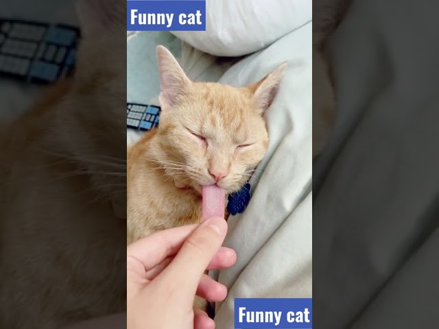 funny cat videos - funny cat reaction - funny cat moments #shorts