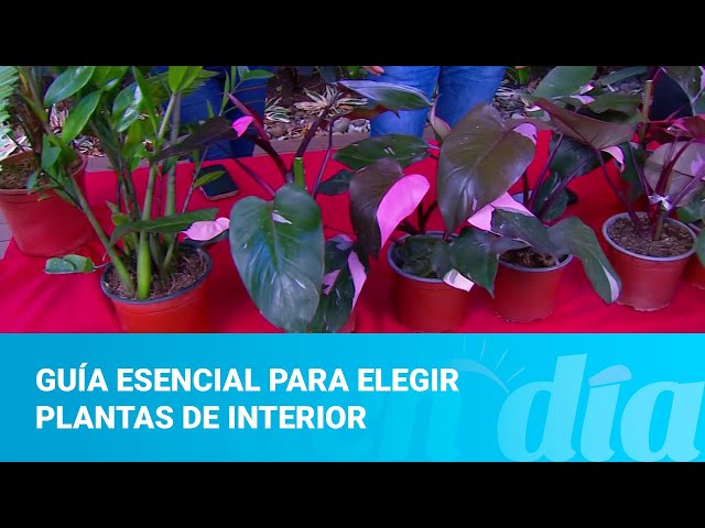 Guía esencial para elegir plantas de interior