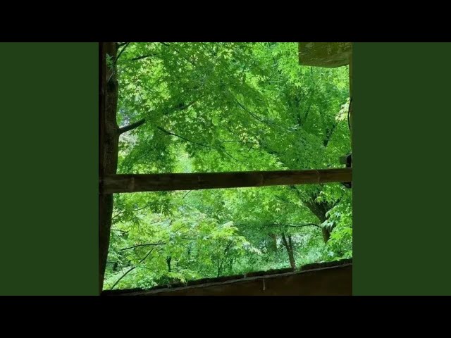 大自然的声音 虫鸣 鸟叫 下雨 流水声