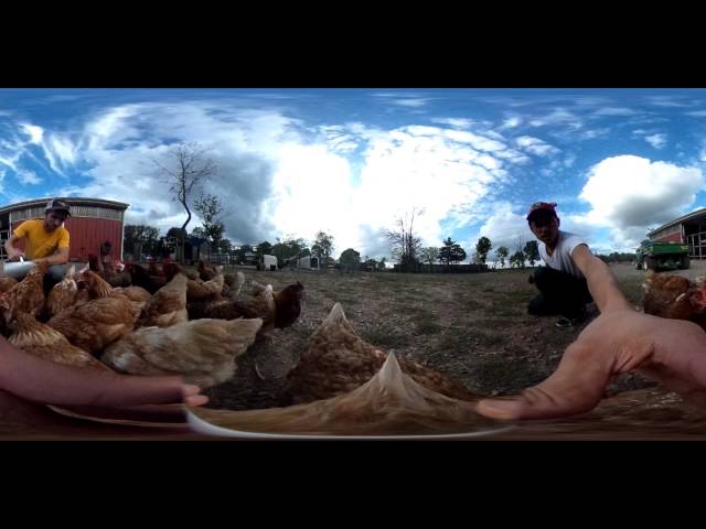 Chickens in 360