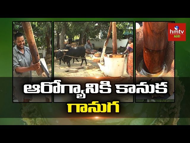 కట్టె గానుగ నూనె తయారీ | Punganur Cattle Farming | Farmer Vinod Reddy | Natural Farming | hmtv Agri