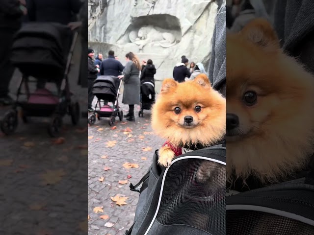 Follow Tilly the Pomeranian’s travel diary! #zwergspitz #travel #pomerenian #dogtravel #cute