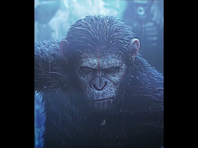 CAESAR VS KOBA EDIT  |  THE WEAKER  |  DAWN OF THE PLANET OF THE APES #dawnoftheplanetoftheapes