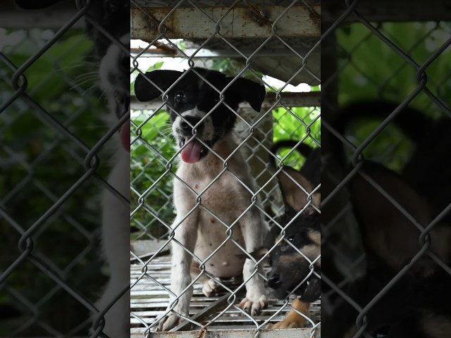 Meet Pope, the last dog removed from a fattening farm in Viet Nam