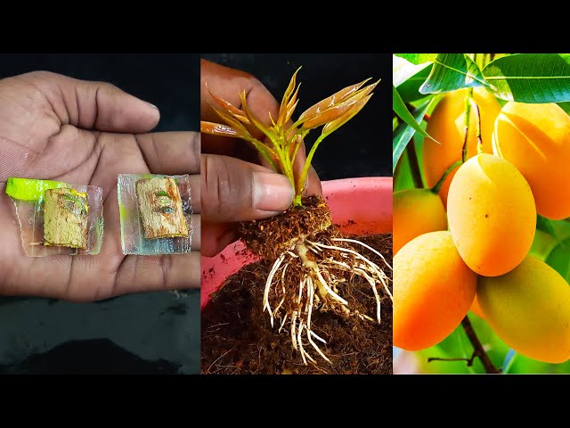 Amazing idea for grow mango plant at home from || Simple method for planting