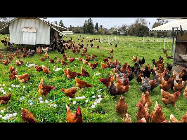 How To Raising Millions of Free Range Chicken / Chicken breeding / Keeping Chickens for Beginners