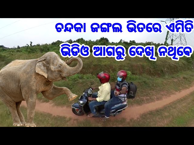 Chandaka Forest awesome jungle Road Elephant with first time in Odisha 360 degree full video