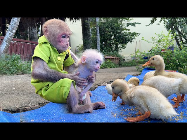 Bibi takes the poor baby monkey to explore the farm and gives special love!