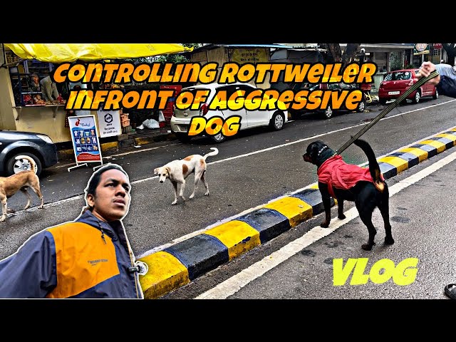 Controlling Rottweiler Infront Of Aggressive Dogs | Day - 58 #dog #rottweiler #vlog