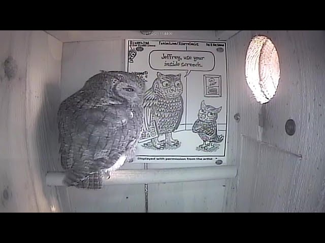 The Jollyville Screech Owl House Live Stream