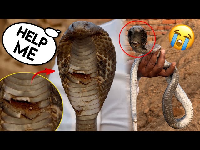 घायल कोबरा सांप की बचाई जान 😭| Rescue of injured Cobra snake