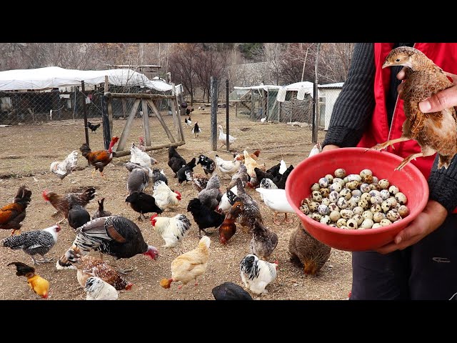 Quail Egg Collection - I Started the Incubator for Chick Hatching - Roaming Chickens - Farm Chores