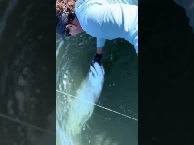 Legal Tarpon Catch