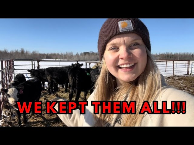 We kept ALL of our heifer calves!! | prices are good…why wouldn’t we sell?!