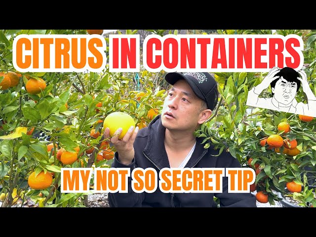 Growing citrus in containers is easy if you do this - Growing Guide