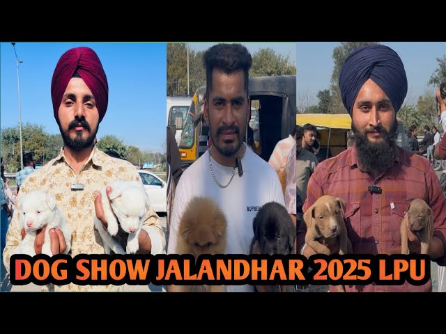 Jalandhar Biggest Dog Show In Punjab India Exotic Breeds || Dog Show Jalandhar 2025 LPU