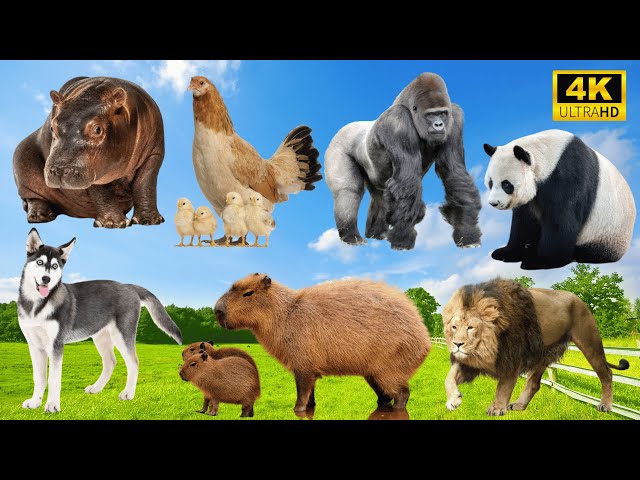 Unforgettable Animal Encounters: Hippo, Chicken, Chimpanzee, Panda, Wolf, Lion - Animal Sounds