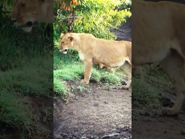 Cute Little Lion Cub Screams For Help From His Mother | Naboisho Mara, Kenya