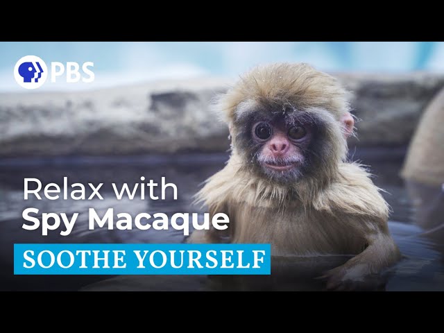 Spa Time With Macaques