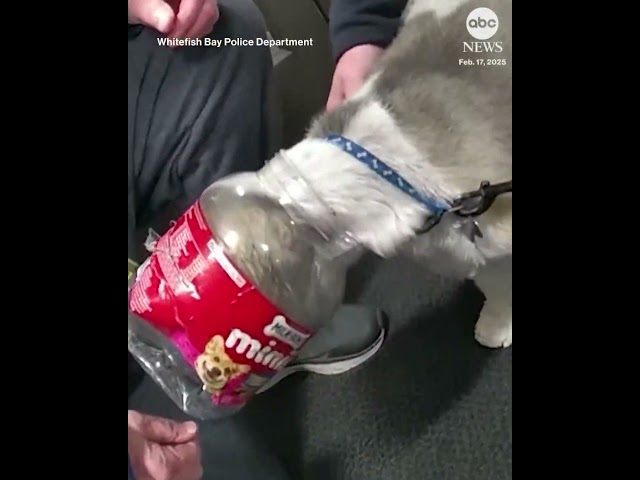 Dog rescued after getting head stuck in treat jar