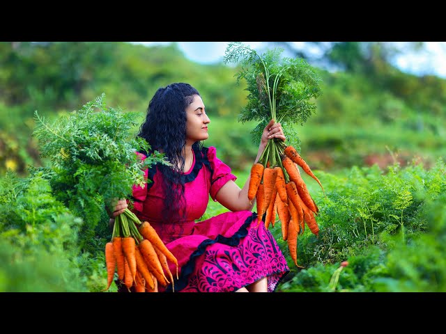 Carrot harvest!🥕for boondi laddu & chicken masala fried rice too..|Poorna-The nature girl