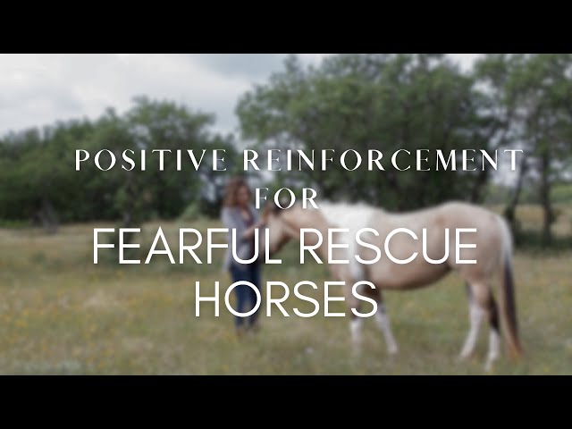 Does Positive Reinforcement Work For Fearful, Feral, and Rescue Horses?