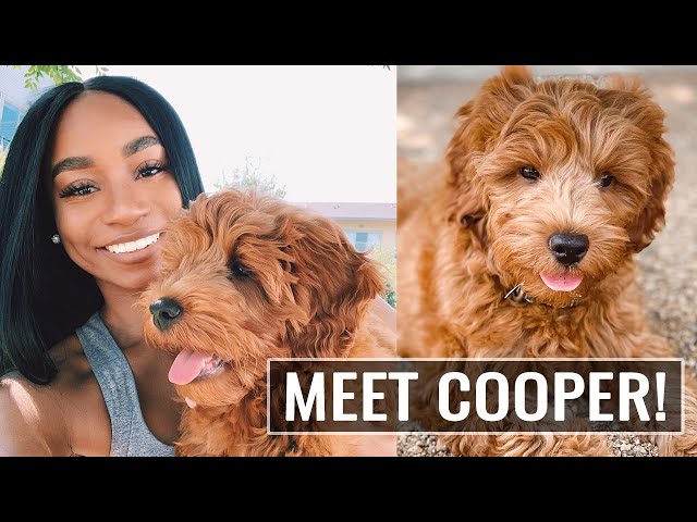 MEET COOPERRRR My New Baby Micro Mini Goldendoodle! | JaLisaEVaughn