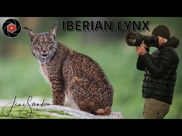 A DREAM WILDLIFE ECOUNTER !  Photographing the elusive IBERIAN LYNX.