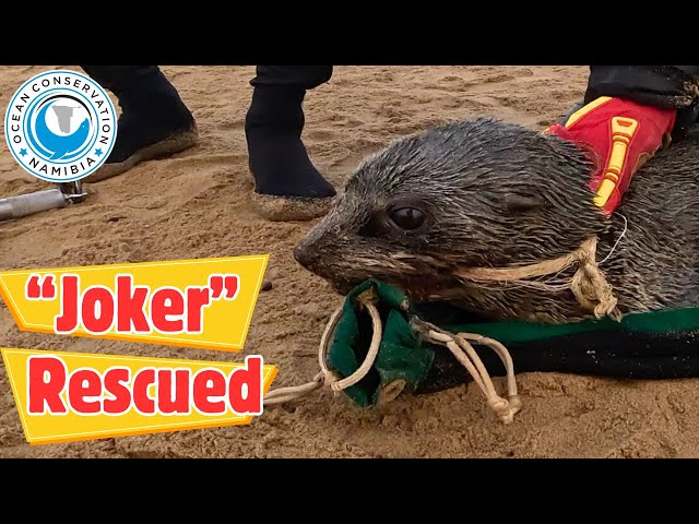 Seal "Joker" Rescued