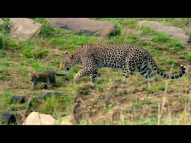 The savannah, a dangerous playground for the youngest