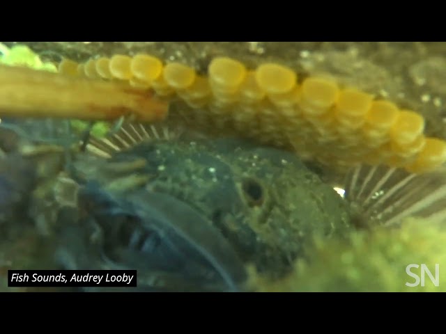 Hear a plainfin midshipman fish growl | Science News