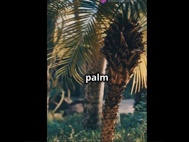 Palm tree facts that will blow your mind #TreeOfLife #NatureFacts #MindBlowingFacts