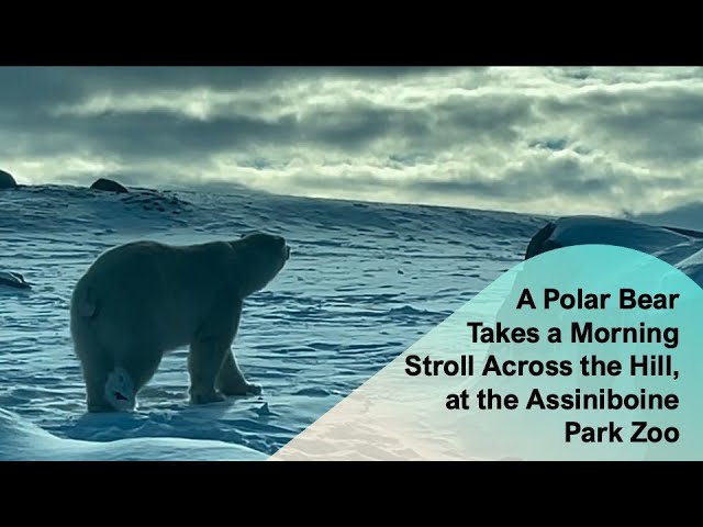 A Polar Bear Takes a Morning Stroll Across the Hill, at the Assiniboine Park Zoo @papaatthezoo