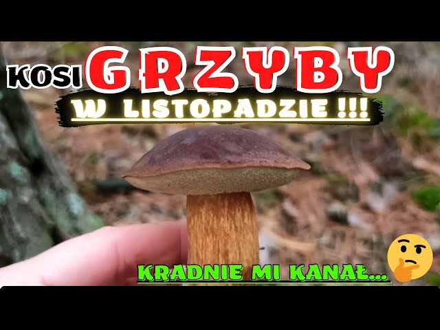 LISTOPADOWE GRZYBY / November mushrooms