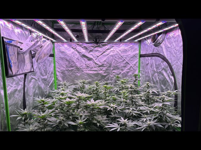 Indoor grow Northern California  #led #garden #grow #gardening #organic #green #indoor #seed