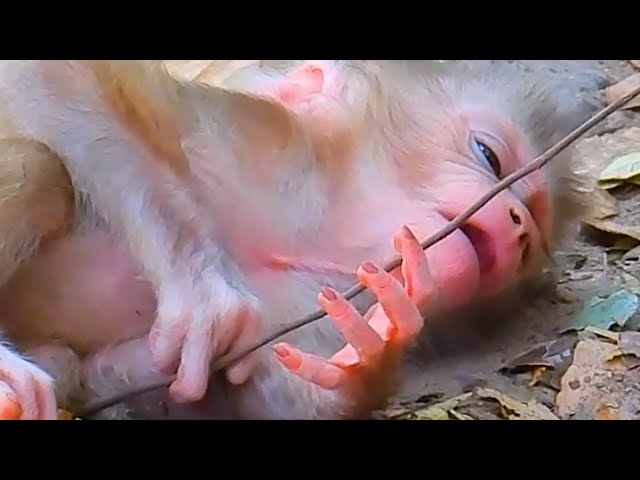 Primate Monkey, What Happened Cute Love Baby Lily, Nature, Wildlife, Anima, Love, Nice