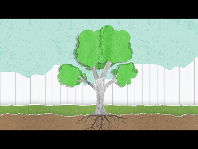 Brain Break - The Tree breathing exercise