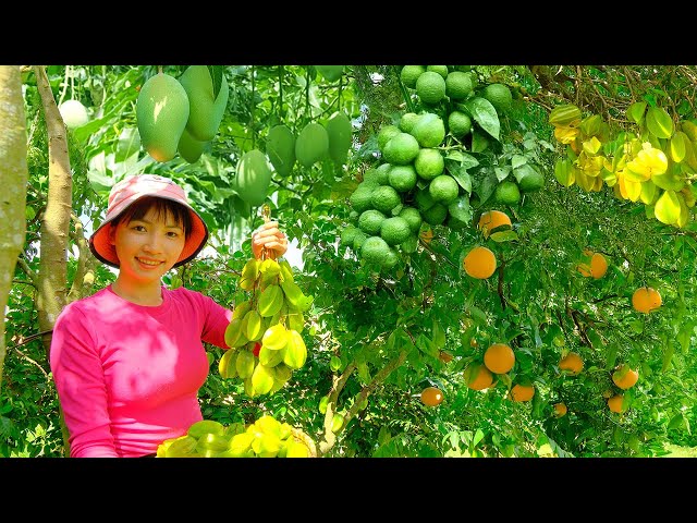 30day Harvesting: star fruit, oranges, lemons, mangoes in the home garden and cook delicious dishes