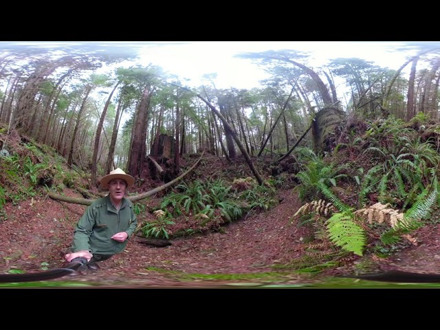 Redwoods in 360: Unhealthy Creeks