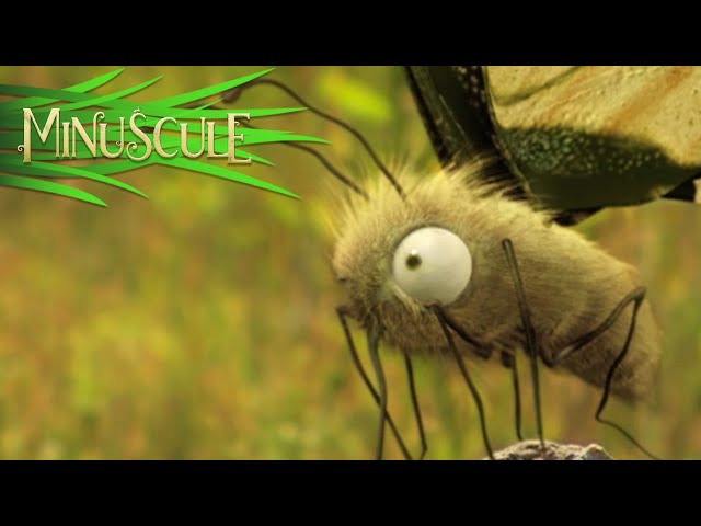 Minuscule - Ugly/Moche (Season 1)