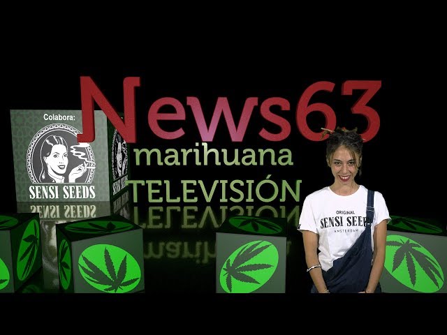 Marihuana Legal Uruguay Vs Bancos, Rototom, Tinturas de Cannabis, trucos FLORACIÓN exterior. News 63