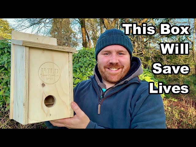 Why Your Garden Birds Need THIS Box