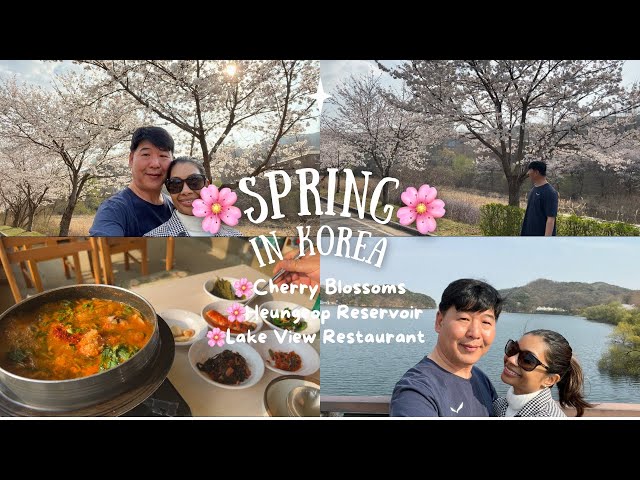 🌸 Spring in Korea During Cherry Blossom Season | International Couple l Cherry Blossoms In Korea