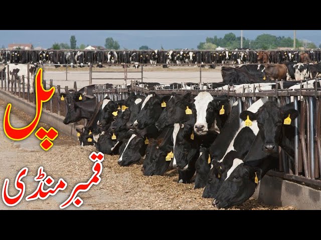 Hf Australian Friesian Crass Cow Update Mandi | Today Pul Qmbar mandi Update 45Kg World Milking Cow