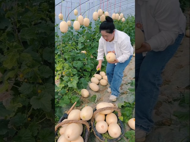 Our farm has a lot of cucumbers | rural farming life 🥒🥒 #satisfying #shorts