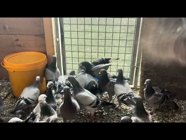 Belgian racing pigeons - very important for the future of the youngsters