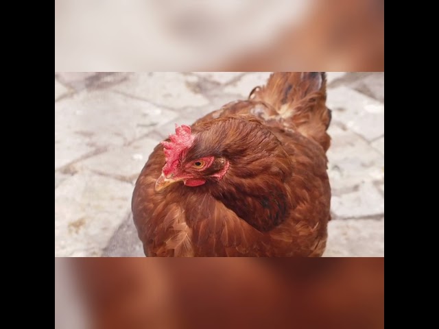 30 Minutes of Calming Music For Chickens