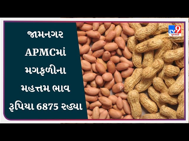 ગુજરાતના વિવિધ APMCમાં તારીખ : 23-01-2025 ના રોજ જુદા જુદા પાકના ભાવ શુ રહ્યા તે જાણો | APMC | #Tv9D